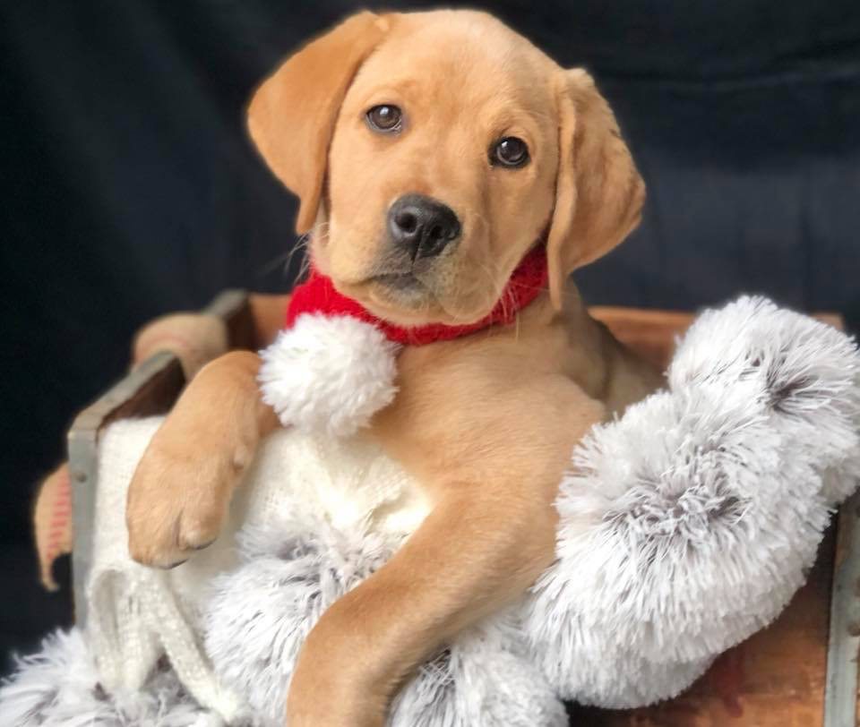 Paw-some Holiday Gift Ideas to Spoil Your Furry Friend - Warrior Canine Connection